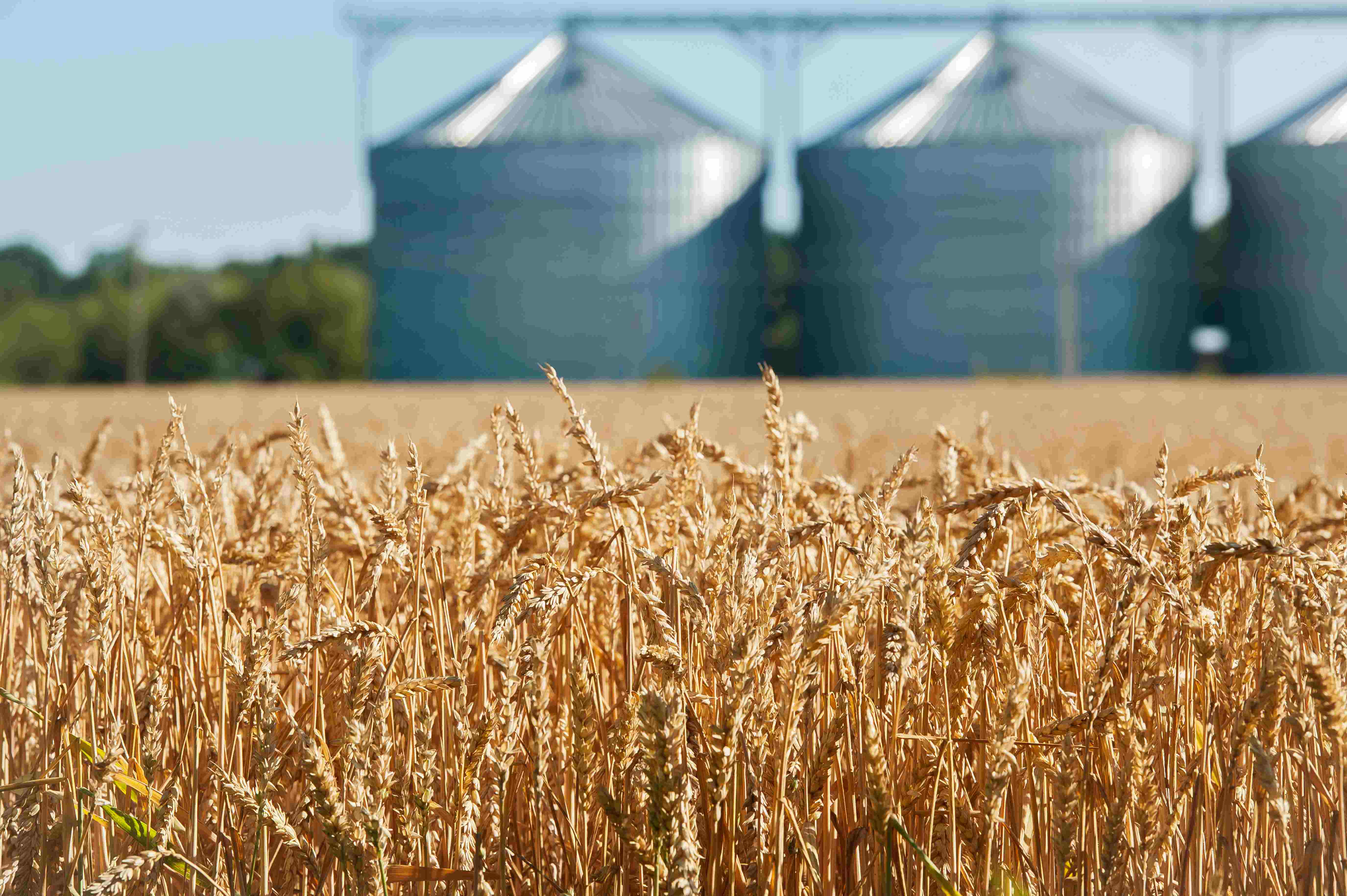 Grain field silo PR image