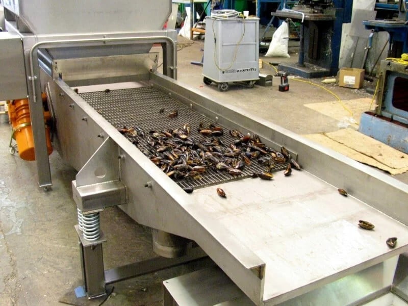 Linear vibrating screen processing mussels.